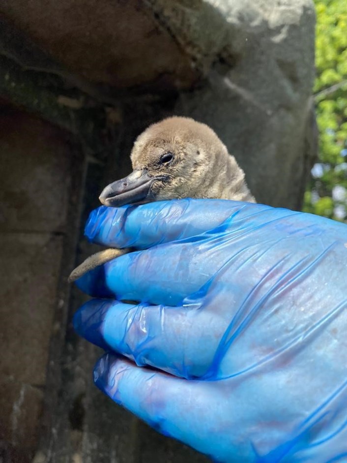 Lotherton penguin chicks: The penguin chicks at Lotherton when they were just a few weeks old after hatching during lockdown,