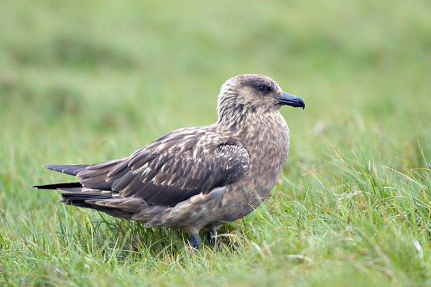 Some seabirds returning in lower numbers after avian flu outbreak: Great skua ©Lorne Gill/NatureScot