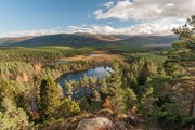 Woodland landscape: Credit: Forestry and Land Scotland