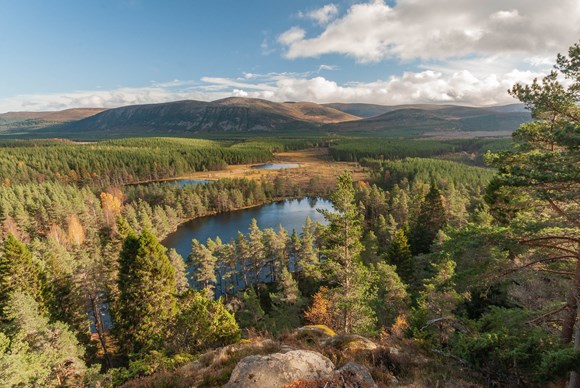 Action to build on forestry success story: Woodland landscape