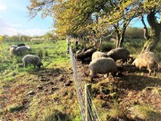 Pic 1 - Brodoclea - Future Forest Company - Winner of the 2023 Scottish Woodlands Ltd. Trophy for Young People - David Carruth: Pic 1 - Brodoclea - Future Forest Company - Winner of the 2023 Scottish Woodlands Ltd. Trophy for Young People - David Carruth