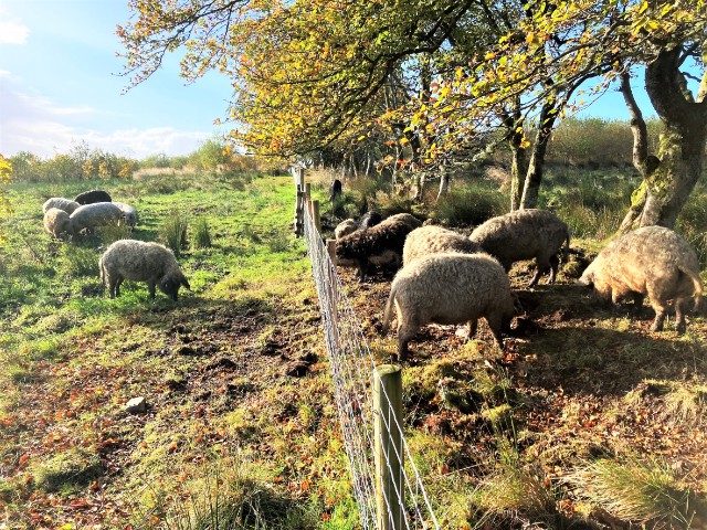 Pic 1 - Brodoclea - Future Forest Company - Winner of the 2023 Scottish Woodlands Ltd. Trophy for Young People - David Carruth