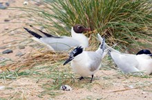 Sandwich terns and black-headed gulls at Forvie NNR (c) Lorne Gill/NatureScot: Sandwich terns and black-headed gulls at Forvie NNR (c) Lorne Gill/NatureScot