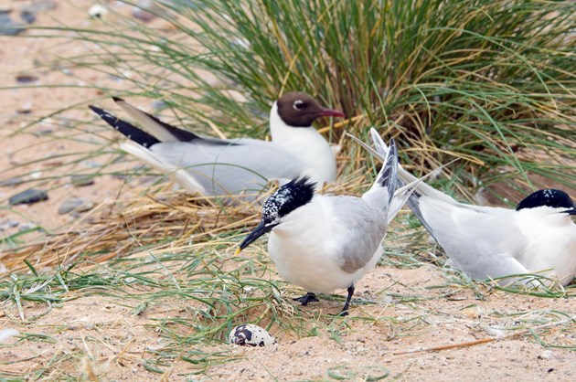 Avian flu vigilance high as reports of dead seabirds increase: Sandwich terns and black-headed gulls at Forvie NNR (c) Lorne Gill/NatureScot