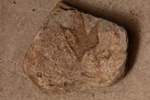 Dinosaur footprint fossil: Dinosaur footprint fossil, Staffin Museum, Skye