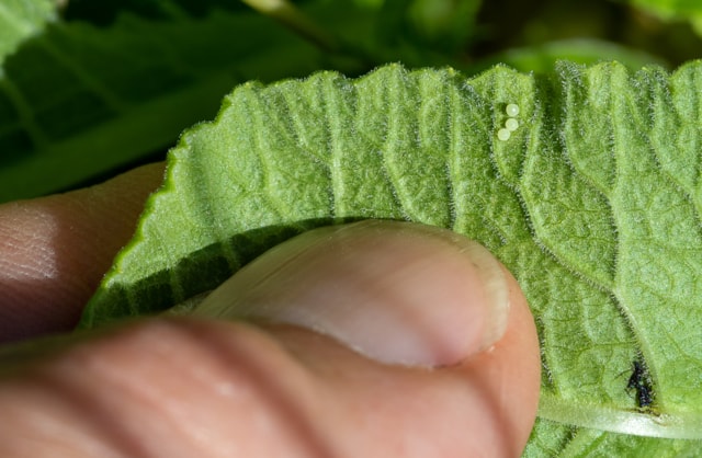 eggs with thumb as scale