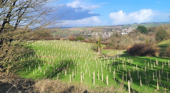New Devon rainforest takes shape: DWT trees