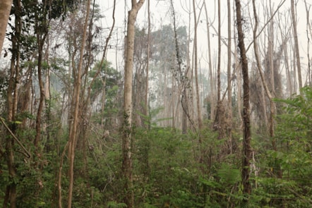 University of Cumbria academic contributes expertise on seed dispersal to new Amazon rainforest study-10