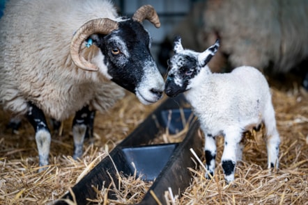 Woolly Weekend at the National Museum of Rural Life. Photo © Andy Catlin-3
