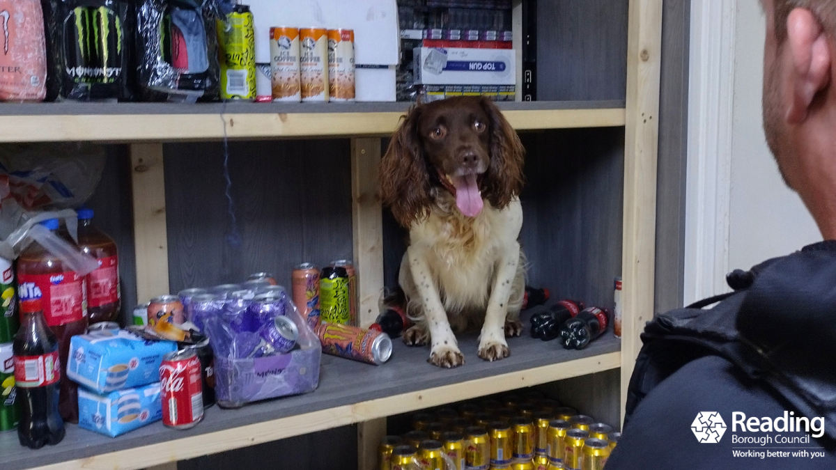 Griffin the detection dog