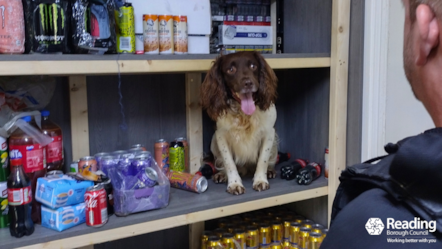 Griffin the detection dog