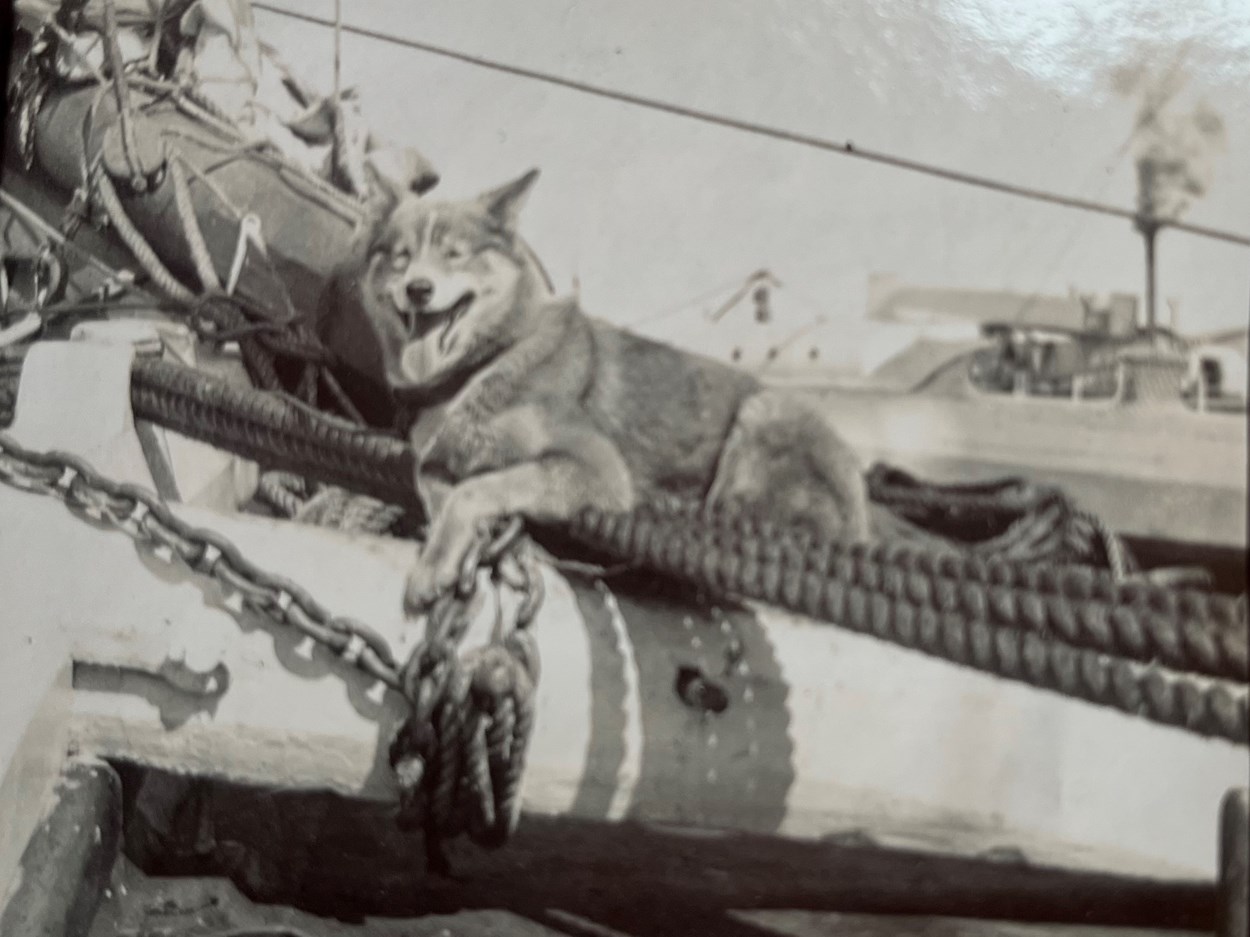 Antarctic photo album: Images from the album images capture what life was like aboard the ship, the crew and the breath-taking scenery they saw from the deck each day of their voyage.
It is believed they were taken by John Donald Morrison, The Morning’s chief engineer and many of the crew are featured, including the ship’s dogs.