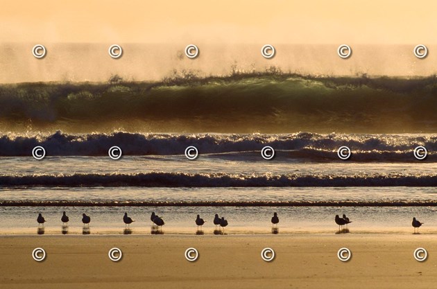 Herring Gulls on shore, Machir Bay, Islay, Scotland. Laurie Campbell