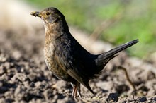 Blackbird (Lorne Gill/SNH)