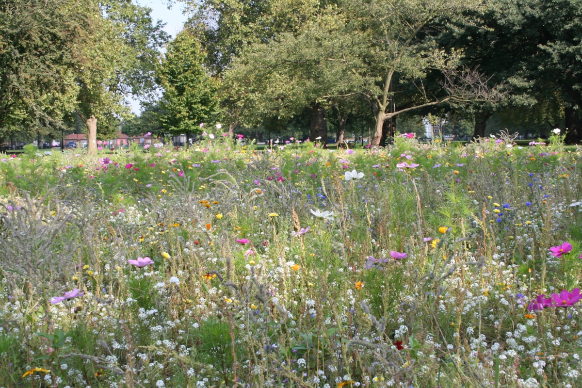 wildflowermeadow1.jpg