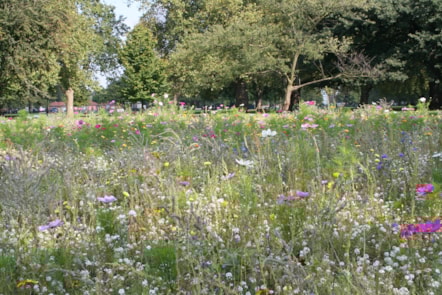 wildflowermeadow1.jpg
