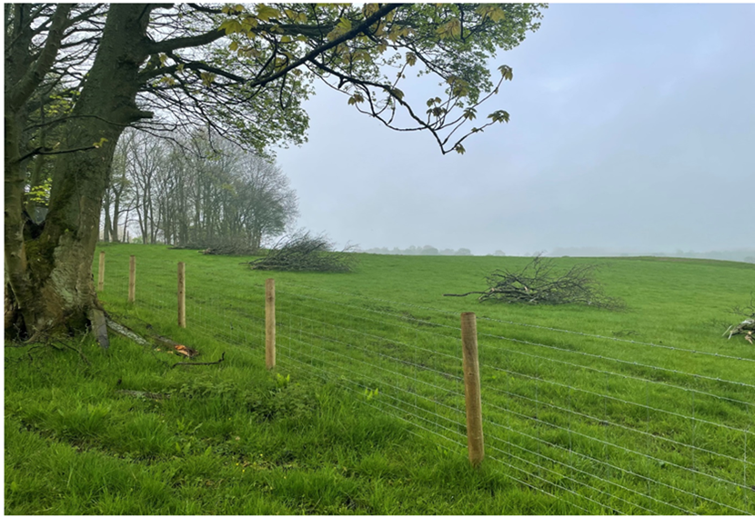 Prosecution is signal of council's intent to protect local tree stock: Trees 1