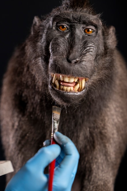 Taxidermist Jazmine Miles-Long works on a Sulawesi crested macaque. Photo © Duncan McGlynn  (5)