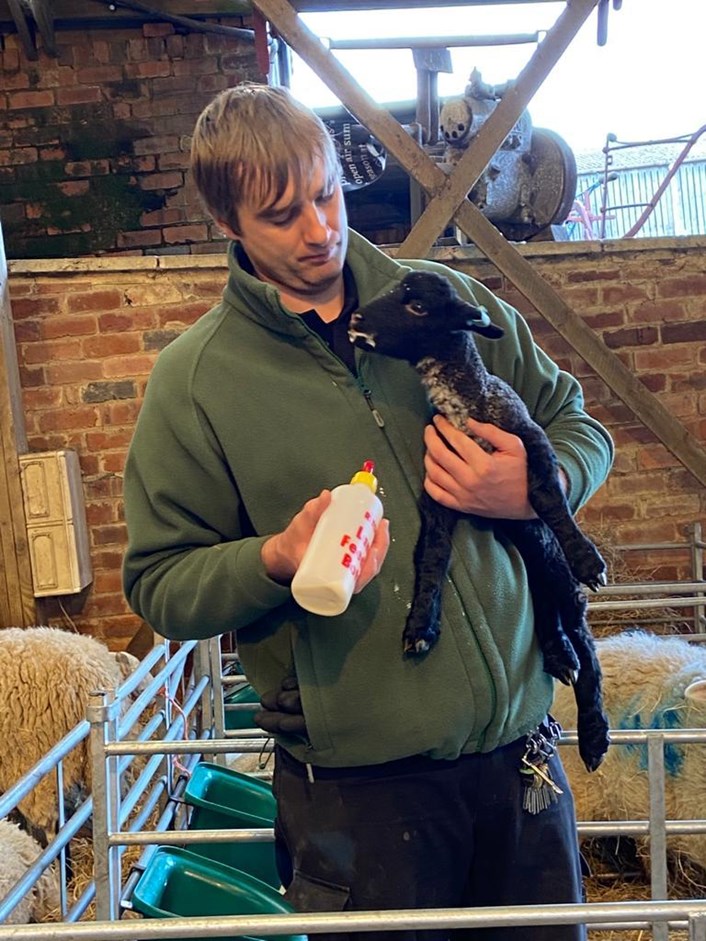 Home Farm's new arrivals: Farmer Joe Green with one of the newborn lambs at Home Farm. Joe is keeping a weekly video blog on the estate's Facebook page.