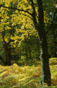 Birch - credit Forest Research: Birch - credit Forest Research