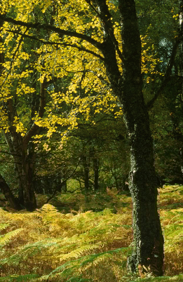 Birch - credit Forest Research