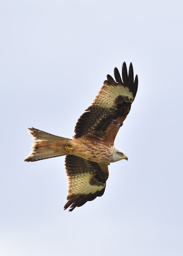 Red kite - portrait - Free use but credit Lorne Gill-NatureScot