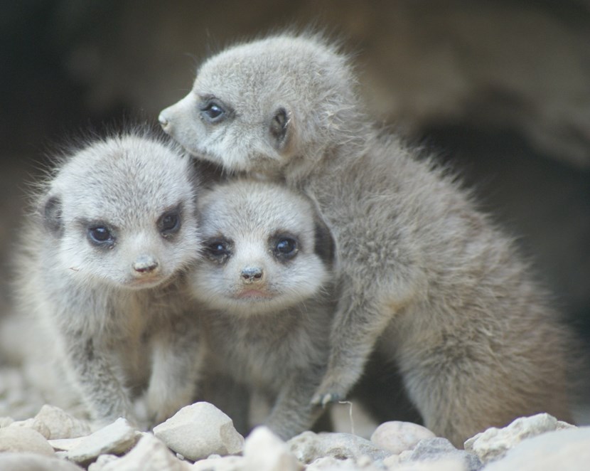 Meerkats back at Tropical World after dramatic Great Escape attempt: meerkats-sept2015.jpg