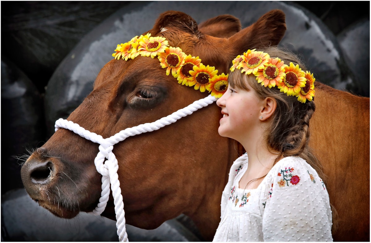 Aimee Young (10) from East Ayrshire and Nora the Ayrshire Cow at the National Museum of Rural Life. Photo (c) Paul Dodds (2) 