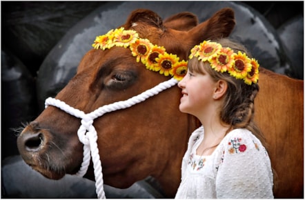 Aimee Young (10) from East Ayrshire and Nora the Ayrshire Cow at the National Museum of Rural Life. Photo (c) Paul Dodds (2) 