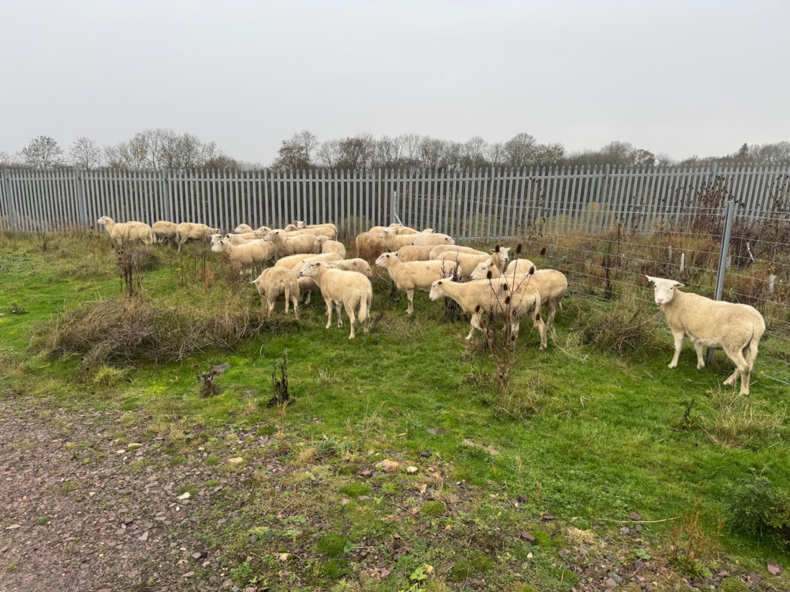 Harbury sheep release-3