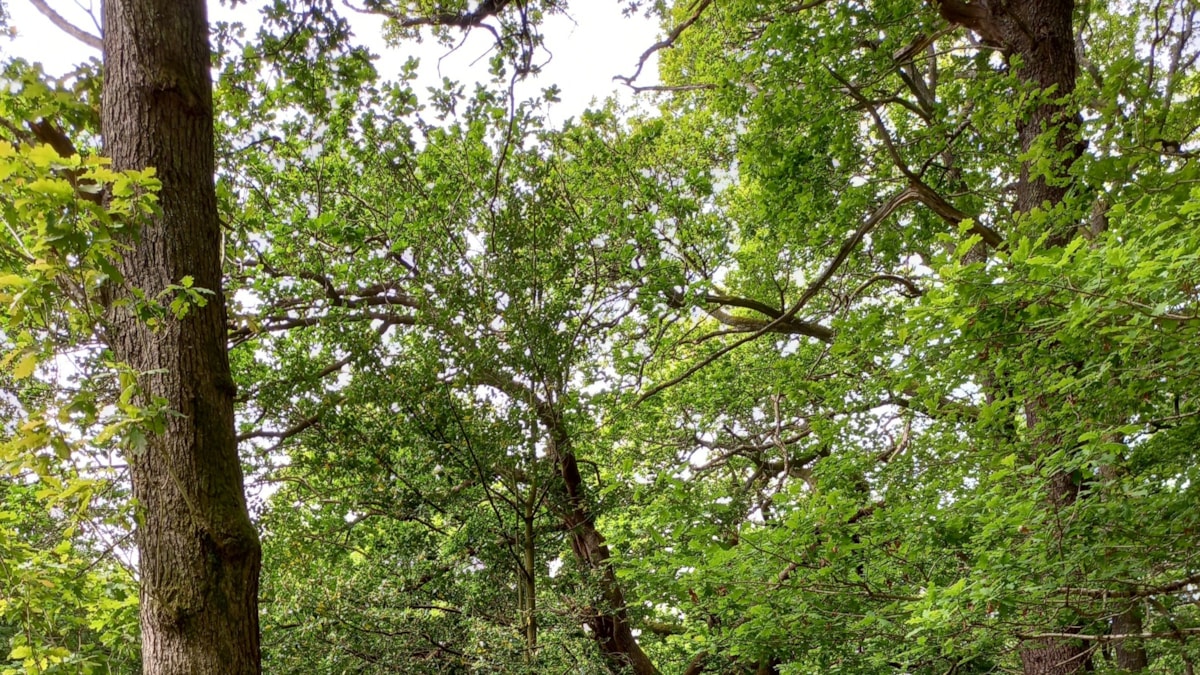 Oakwood Elgin 1 cropped