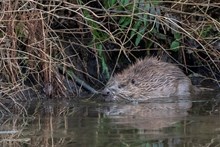 Beaver swimming ©Beaver Trust