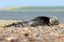 Harbour seal pup ©Lorne Gill-NatureScot