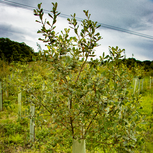 Tree planting