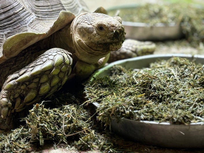 Sulcata tortoises-4