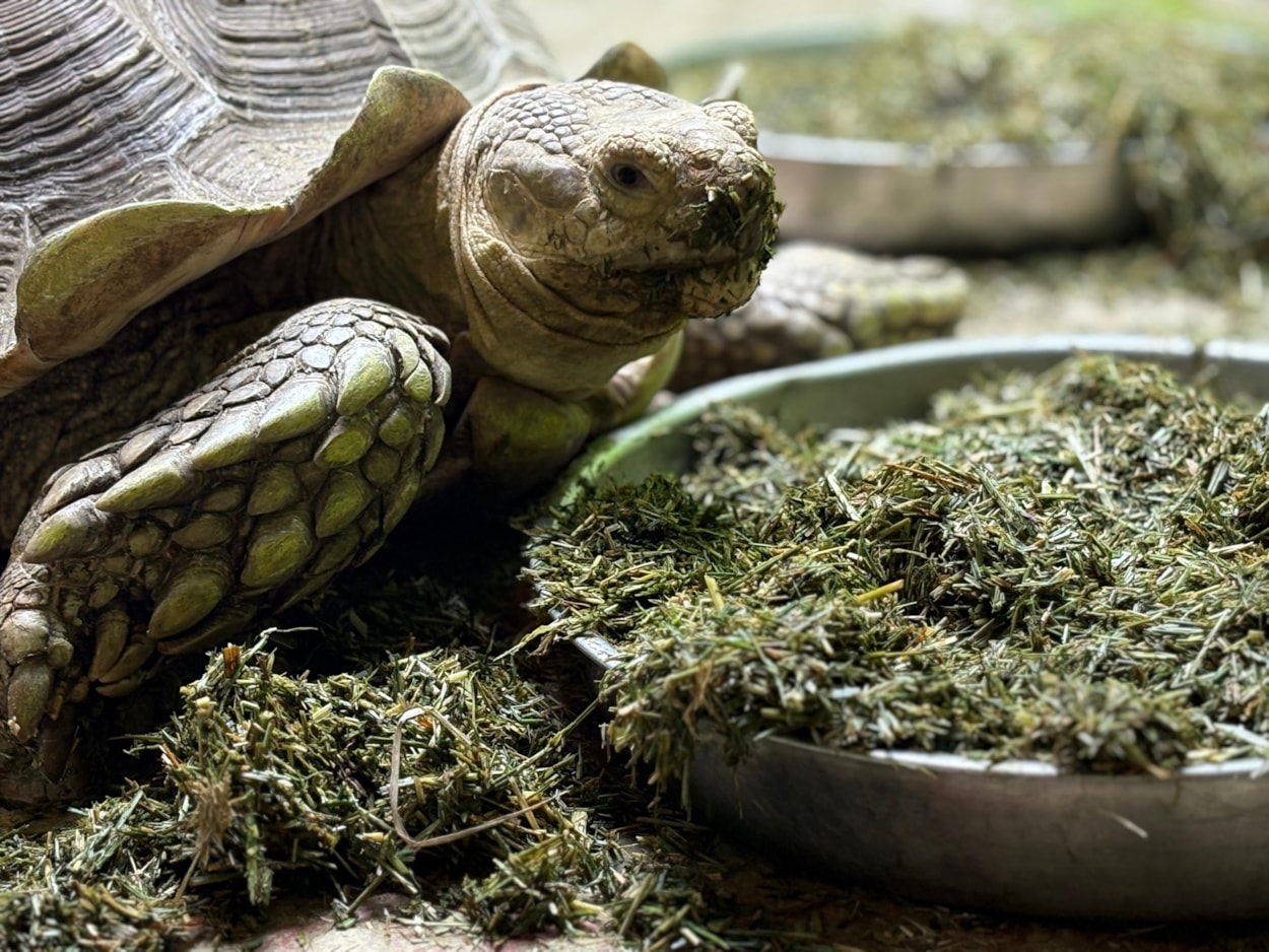 Sulcata tortoises-4