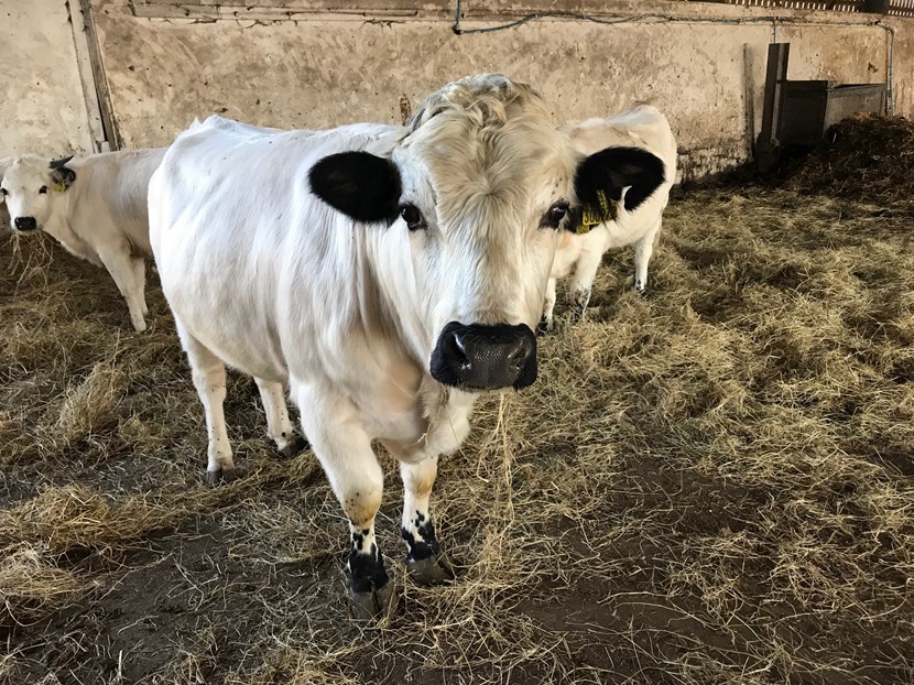 There’s a new bull on the block at a popular farm in Leeds: img-7336.jpg