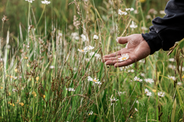Mitie Landscapes backs No Mow May to support biodiversity