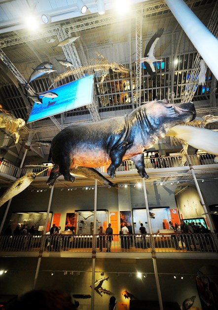 Natural History galleries, National Museum of Scotland. Photo © National Museums Scotland 02