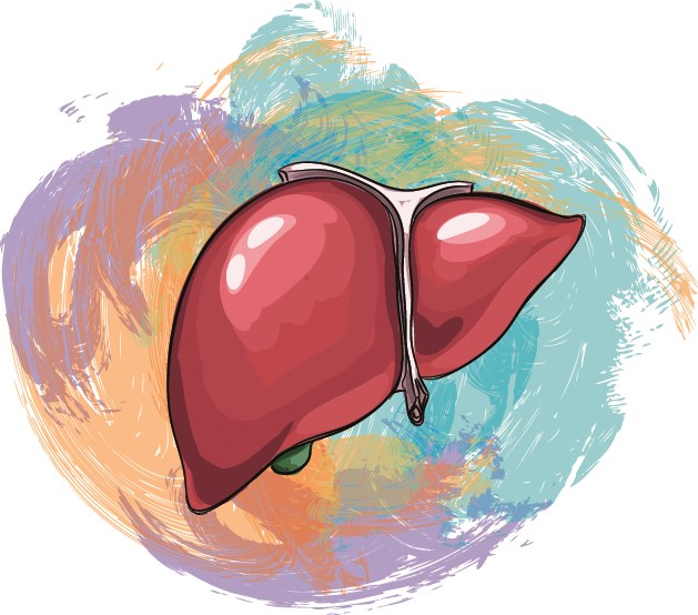 Organ Donation - Liver - Illustration - JPG