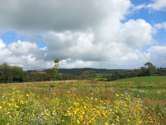 Memorial Meadow 2