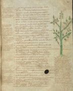Vergil Medicine: Vergil Medicine