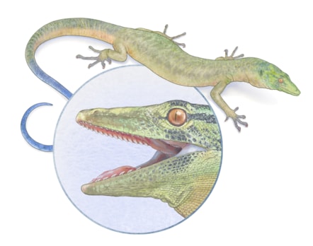 Breugnathair elgolensis illustration. Image © Mick Ellison (American Museum of Natural History) (1)-2