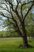 Oak Tree - credit Forest Research: Oak Tree - credit Forest Research