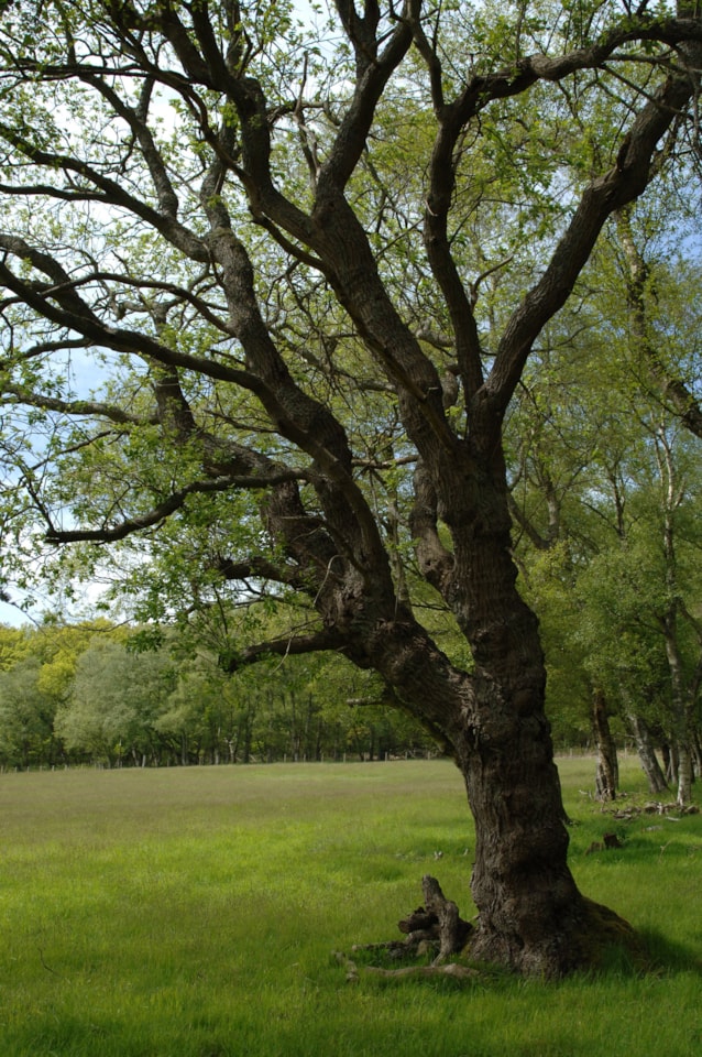 Oak Tree - credit Forest Research