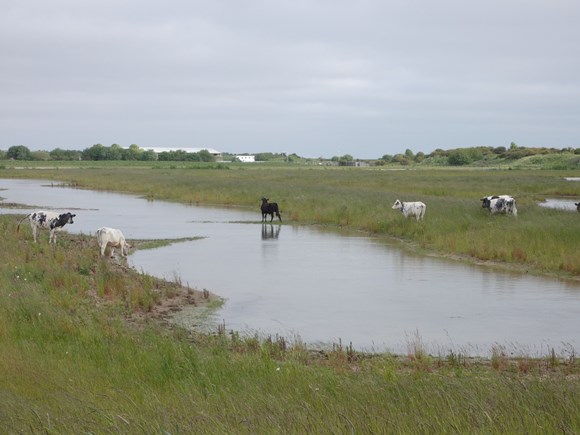 Rare birds and grazing cattle spotted at North East Lincolnshire’s newest wetland site: mitigation2ml1