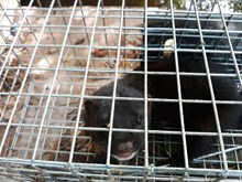 Mink trap 1 credit - Scottish Invasive Species Initiative