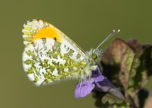 Orange-tip by Ian H Leach