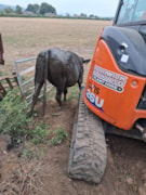 Cow rescue 2-3: Cow rescue 2-3