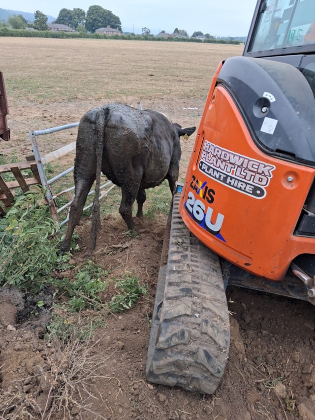 Cow rescue 2-3